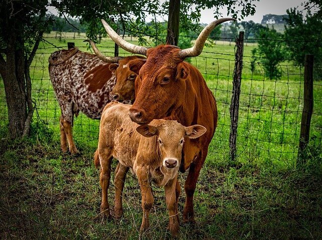 Three longhorn bulls