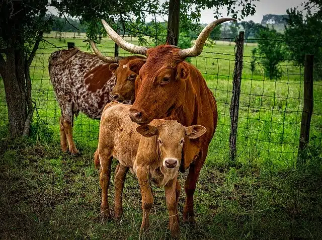 Three longhorn bulls